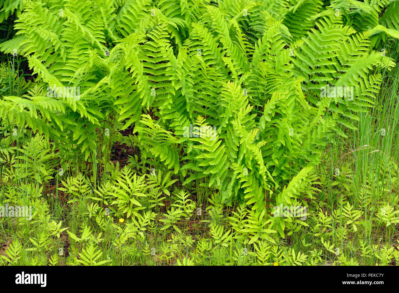 Moist deciduous forests hires stock photography and images Alamy