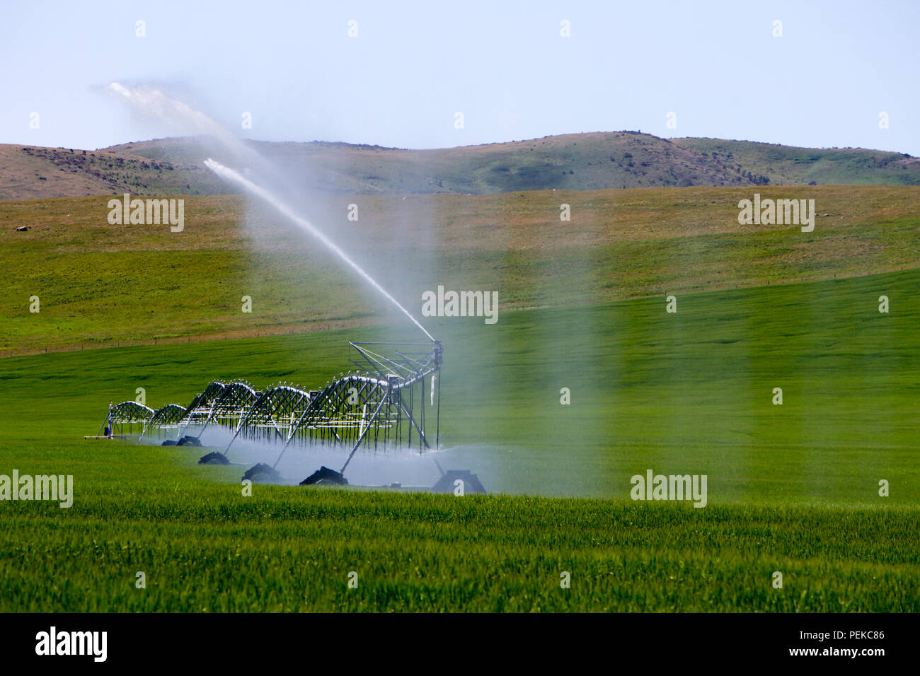 Center pivot irrigation equipment watering a field near Cowley, Alberta, Canada. Stock Photo