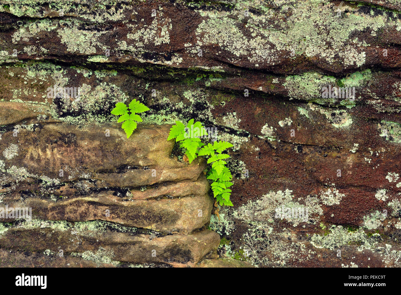 Ferns on sandstone walls near Scott falls, Au Train, Alger County, Michigan, USA Stock Photo