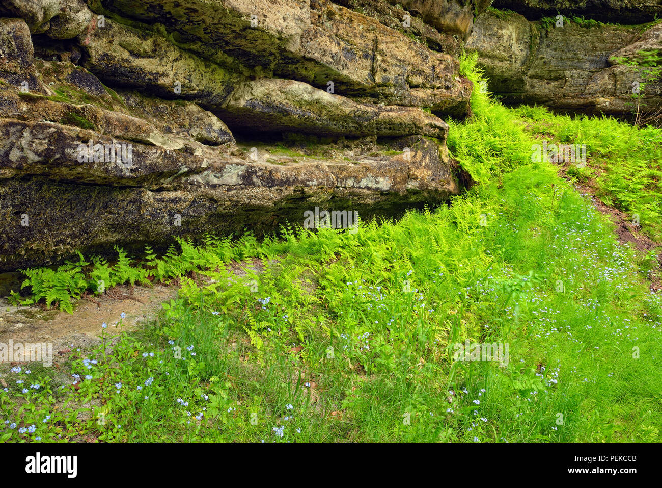 Wood ferns growing on sandstone rock walls in the Tannery Creek canyon, Alger County, near Munising, Michigan, USA Stock Photo