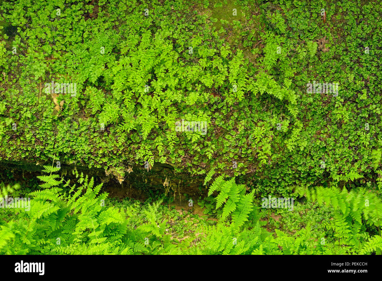 Wood ferns growing on sandstone rock walls in the Tannery Creek canyon, Alger County, near Munising, Michigan, USA Stock Photo