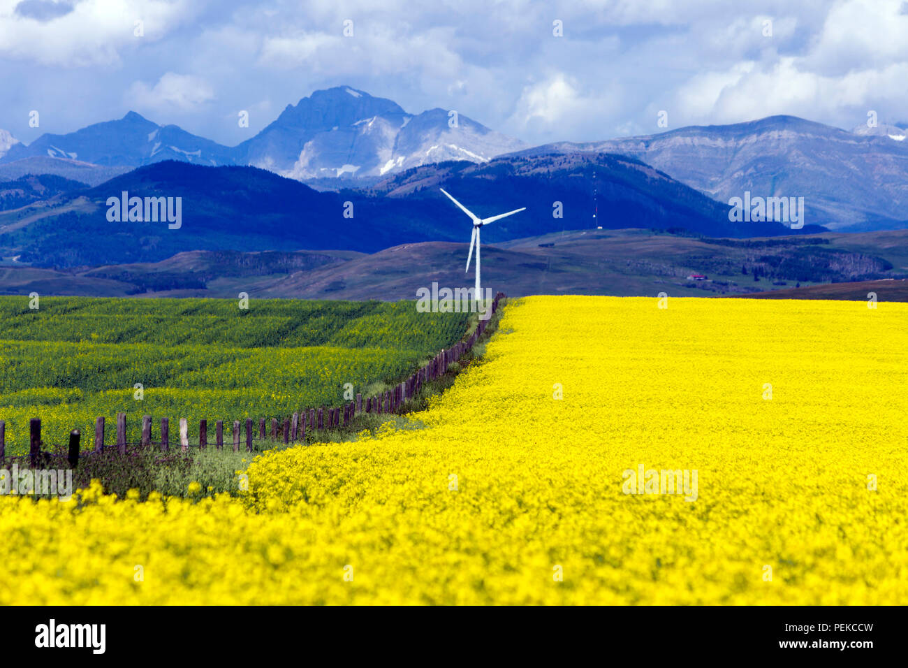 Wind turbine renewable energy power generation in canola field near Cowley and Pincher Creek, Alberta, Canada. Stock Photo