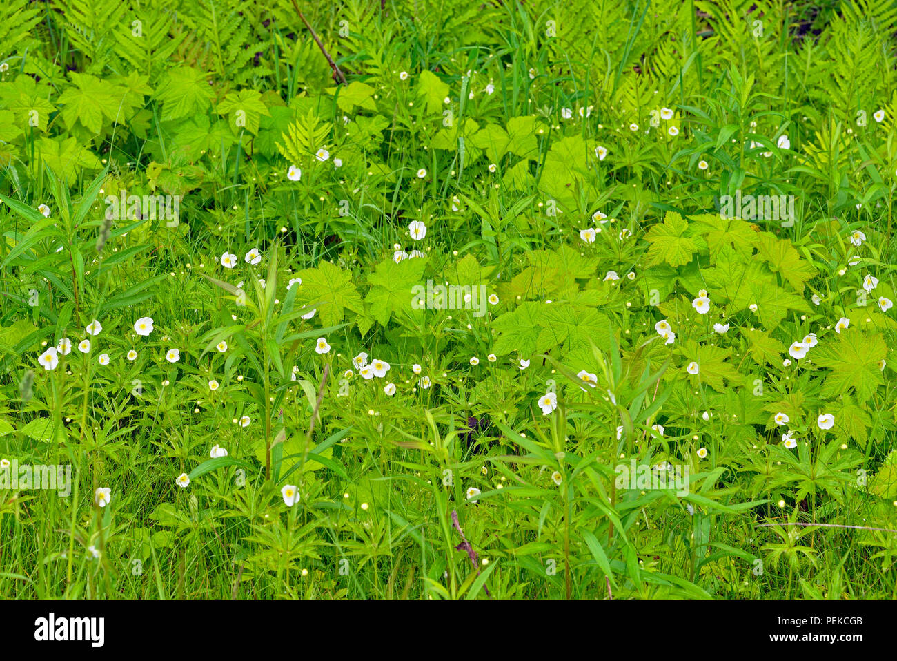 Thimbleberry (Rubus parviflorus) flowers, Au Train, Alger County, Michigan, USA Stock Photo