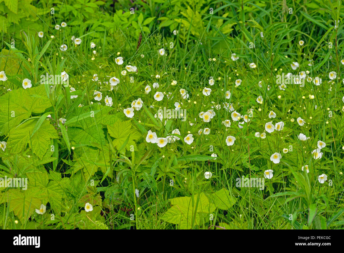 Thimbleberry (Rubus parviflorus) flowers, Au Train, Alger County, Michigan, USA Stock Photo