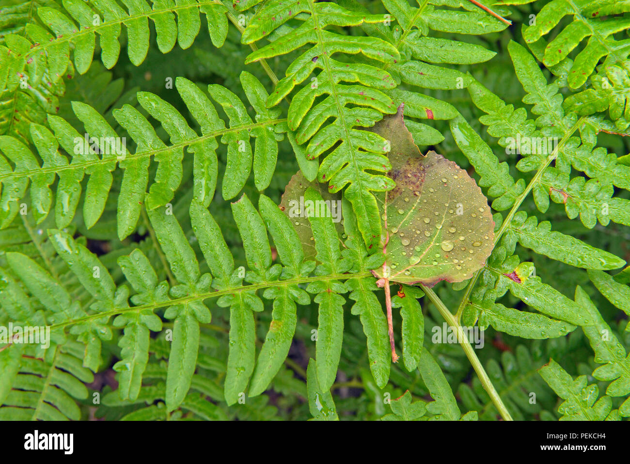 Aspen leaf trapped in Bracken fern (Pteridium aquilinum) fronds, with raindrops, Halfway Lake Provincial Park, Ontario, Canada Stock Photo