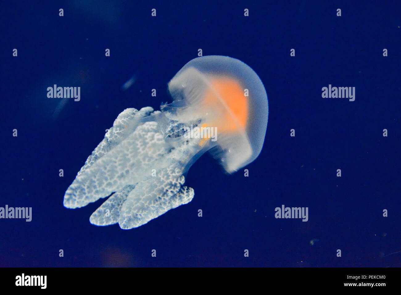 Jellyfish swims in blue ocean Stock Photo - Alamy