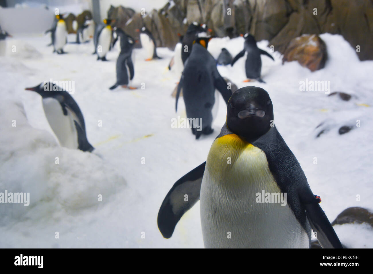 Penguins walk on ice Stock Photo