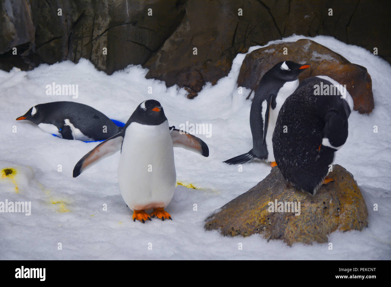 Penguins walk on ice Stock Photo