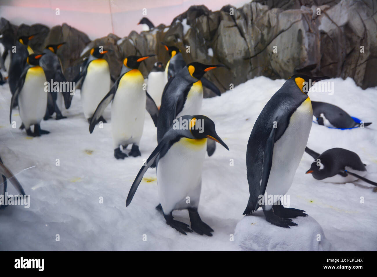 Penguins walk on ice Stock Photo - Alamy
