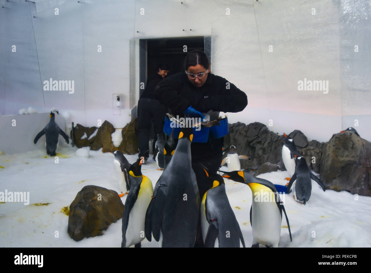 Feeding penguins hires stock photography and images Alamy