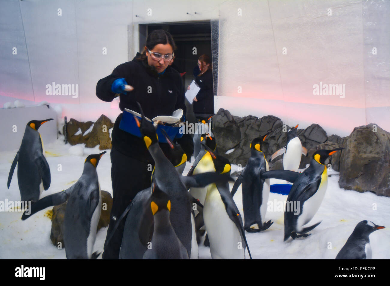 Aquarium staff feeding penguins food Stock Photo Alamy
