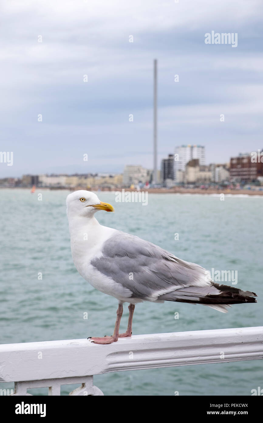 Herring gull, Larus argentatus on pier railing with Brighton i360 tower in the background Stock Photo