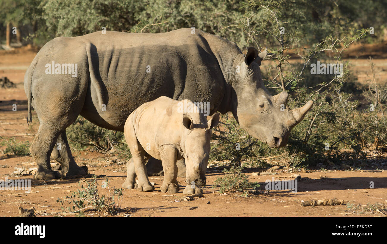 Rhinoceros in a game park in South Africa. The park raises rhinos to save them from poachers and sells the valuable horn. The Rhinos are not harmed in. Stock Photo