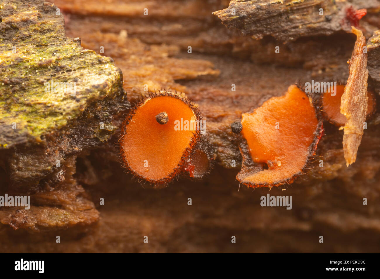 Eyelash Cup (Scutellinia sp.) fungus grows on decaying wood. Stock Photo