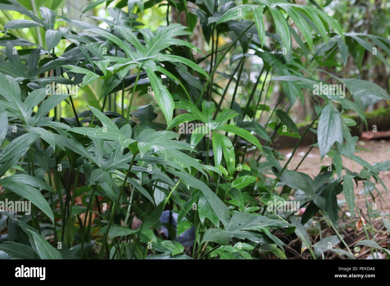 Lasia Plants Stock Photo