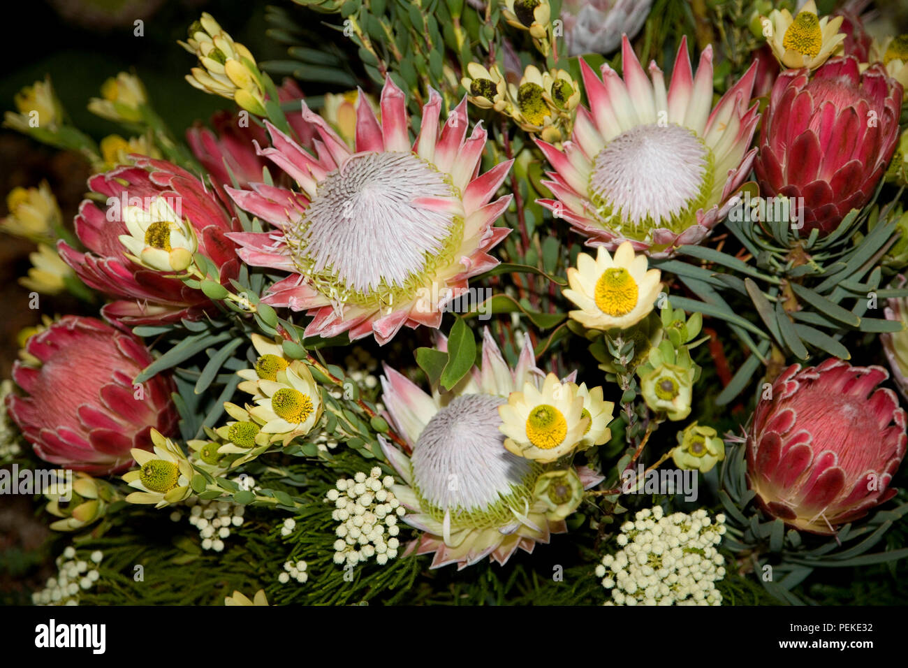 Protea arrangement at the Chelsea show Stock Photo