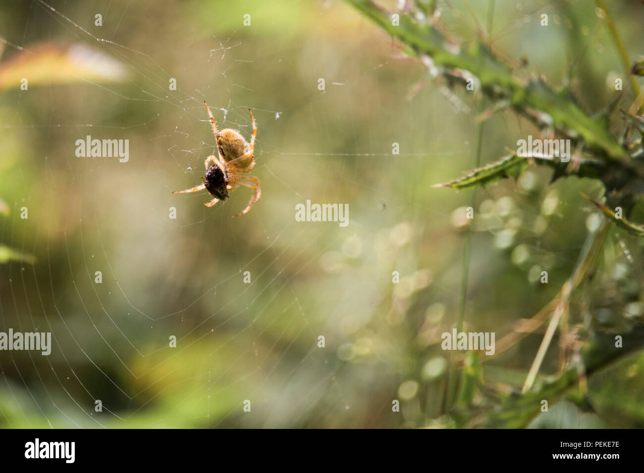 Spidernet Isolated spider on spidernet with its prey Stock Photo - Alamy