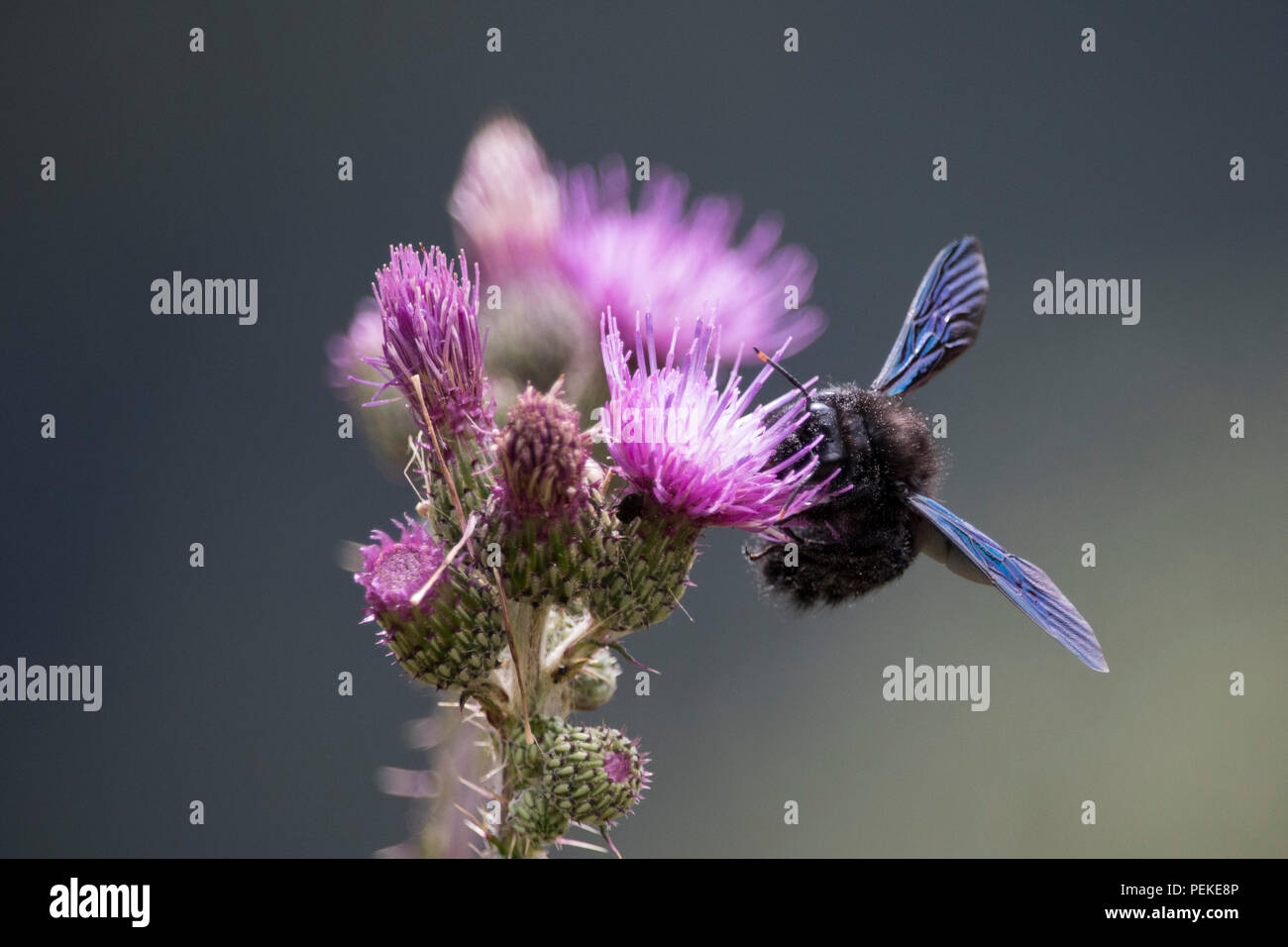 Close-up capture of isolated beetle insect on flower Stock Photo