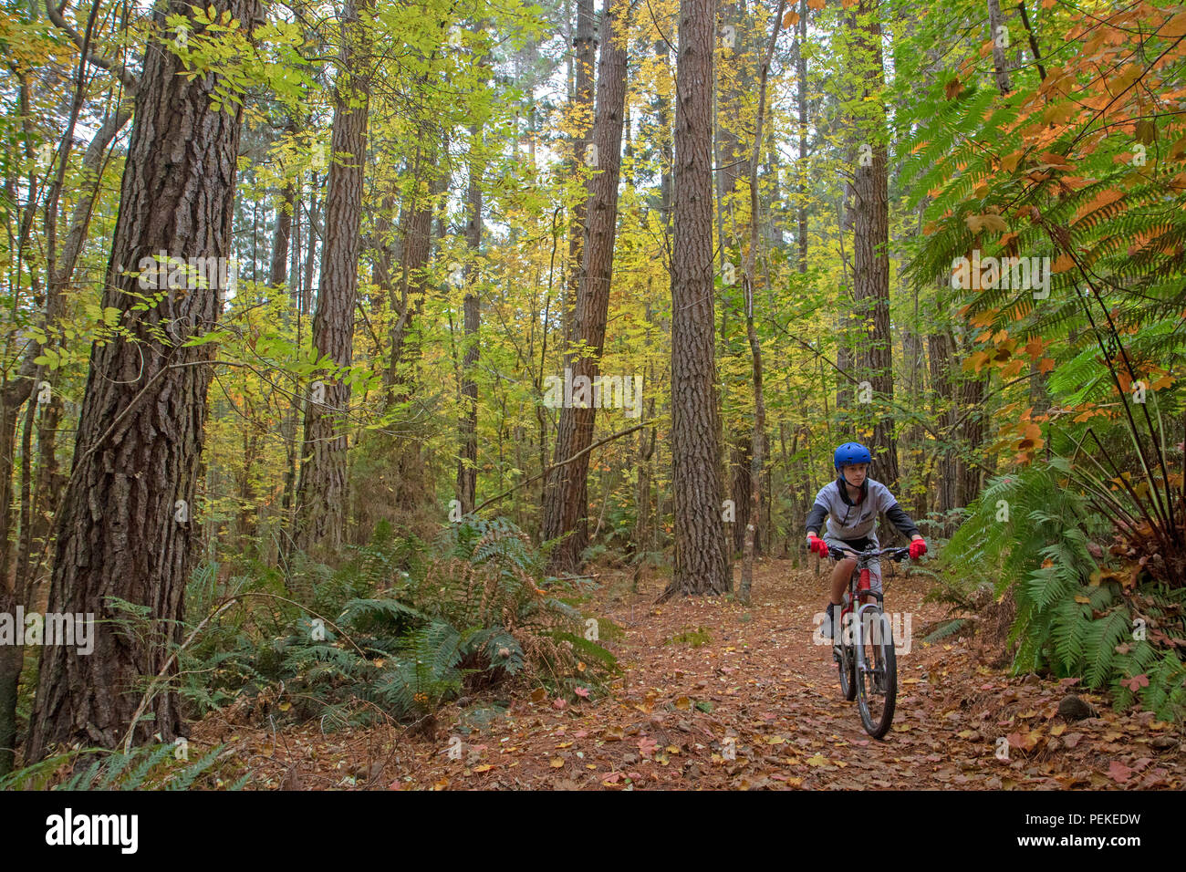 hollybank mtb