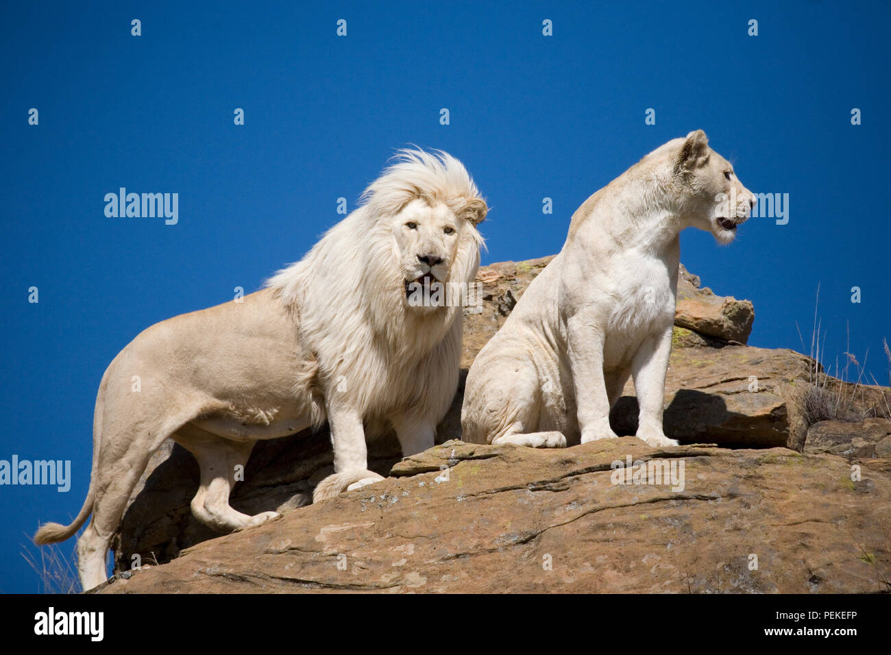 White Lion pair Stock Photo