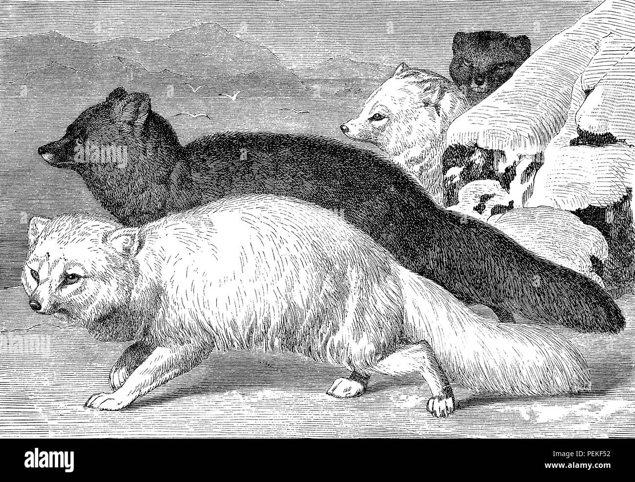 Vintage engraving of white fox and silver fox, one uses its white fur as camouflage in Arctic regions, the other is a melanistic variation with black fur and only the hair tips white. Stock Photo