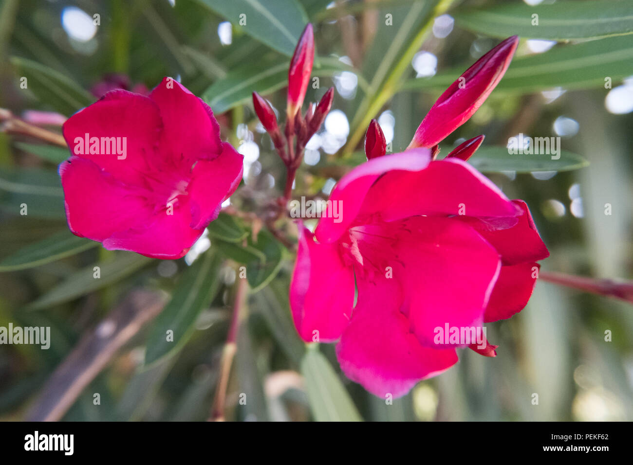 Blooming red Nerium Oleander flower and buds in a green garden. Beautiful nature photo wallpaper background. No people. Stock Photo