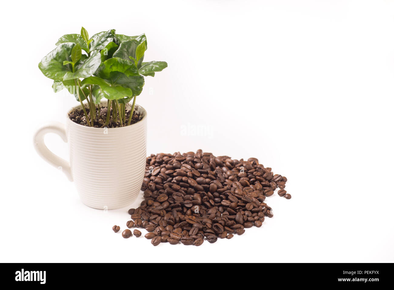 Isolated on white small coffee plant in coffee cup and coffeebeans Stock Photo