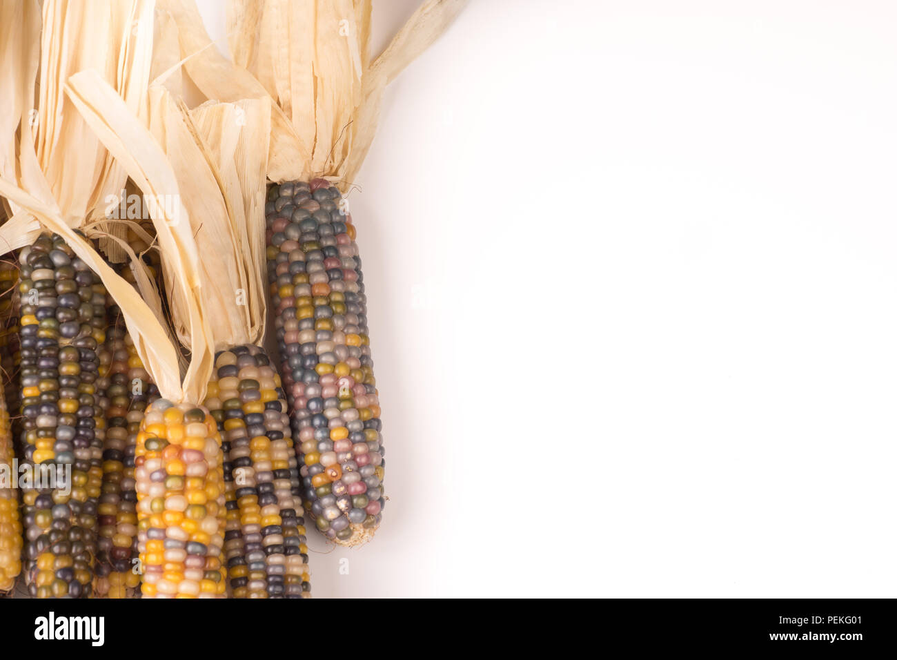 bunch of organic dried multicolored corn on the cob ready to pop
