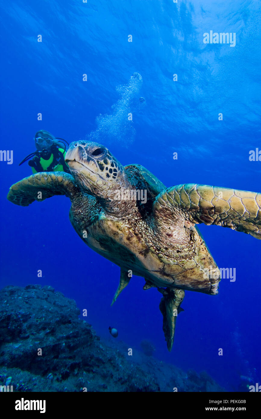 Kona sea turtle kona hi-res stock photography and images - Page 7 - Alamy