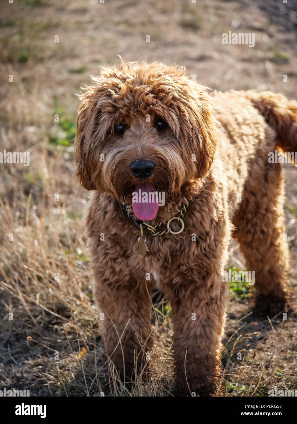 Red Haired Cockapoo Dog At Play In The Countryside Stock Photo