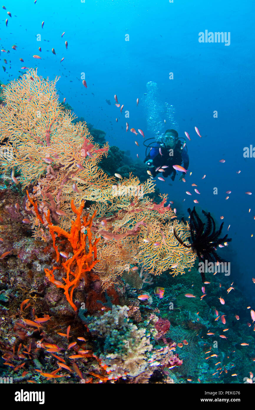 Diver (MR) with gorgonian coral fan, sponge, crinoid and schooling anthias, Tubbataha Reef, Philippines. Stock Photo