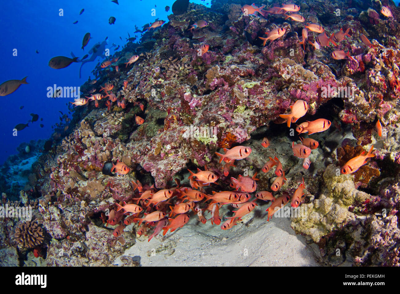 Diver (MR) and a reef scene with a school of shoulderbar soldierfish, Myripristis kuntee.   Hawaii. Stock Photo