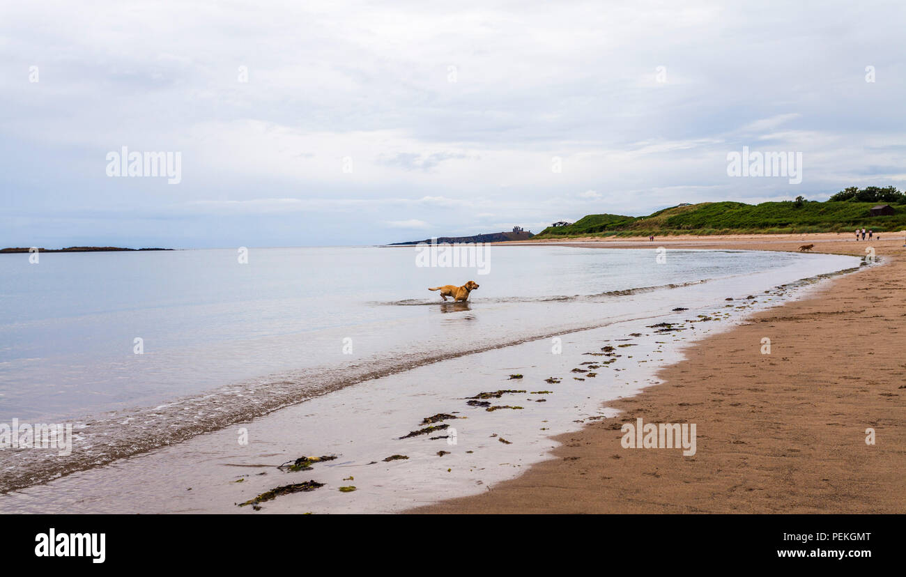 A yellow Labrador dog playing in the sea at Low Newton by the Sea,Northumberland,England,UK Stock Photo