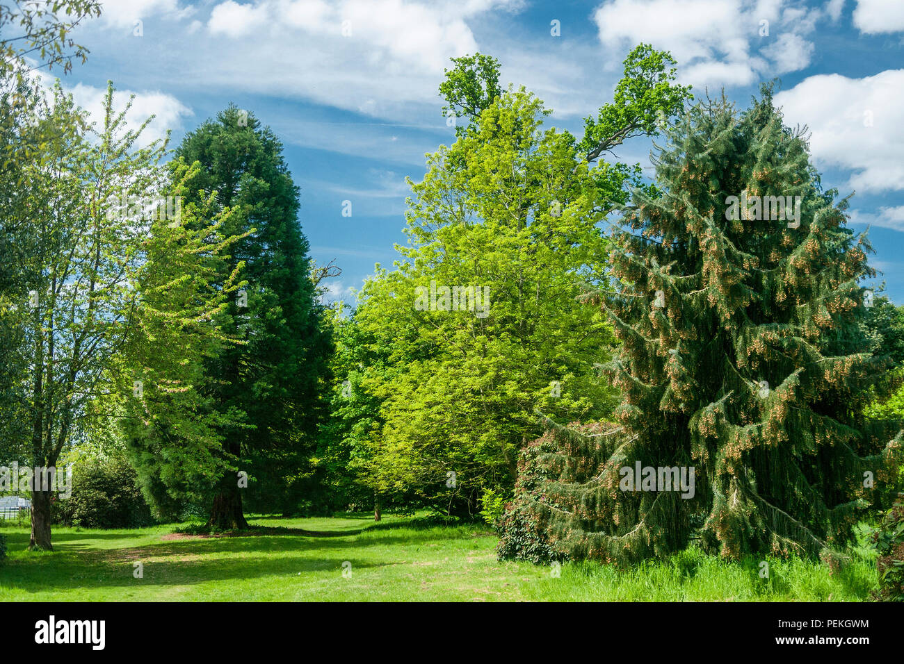Trees in the spring in Langley Park, a historic parkland in Buckinghamshire, UK Stock Photo