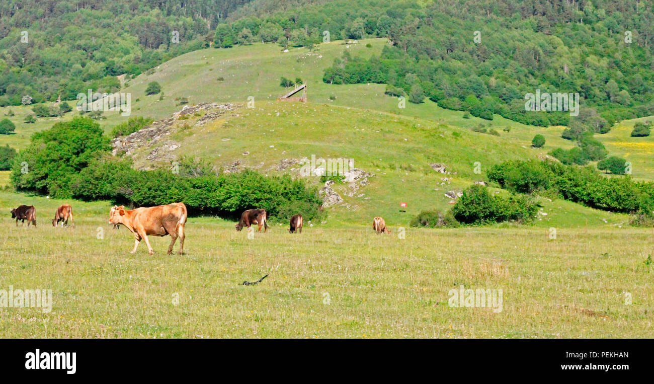 A Cow Standing On The Summer Meadow Stock Photo - Alamy