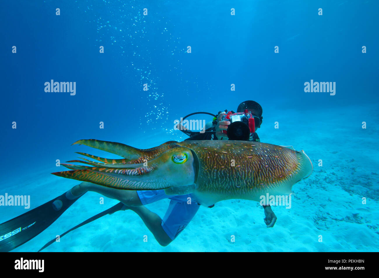 Diver (MR) with an underwater camera, photographing a common cuttlefish, Sepia officinalis, in Palau, Micronesia. Stock Photo