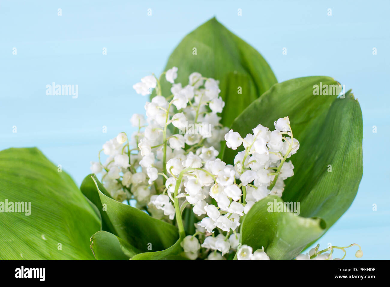 Lilies of the valley on a turquoise wooden background. A bouquet of ...