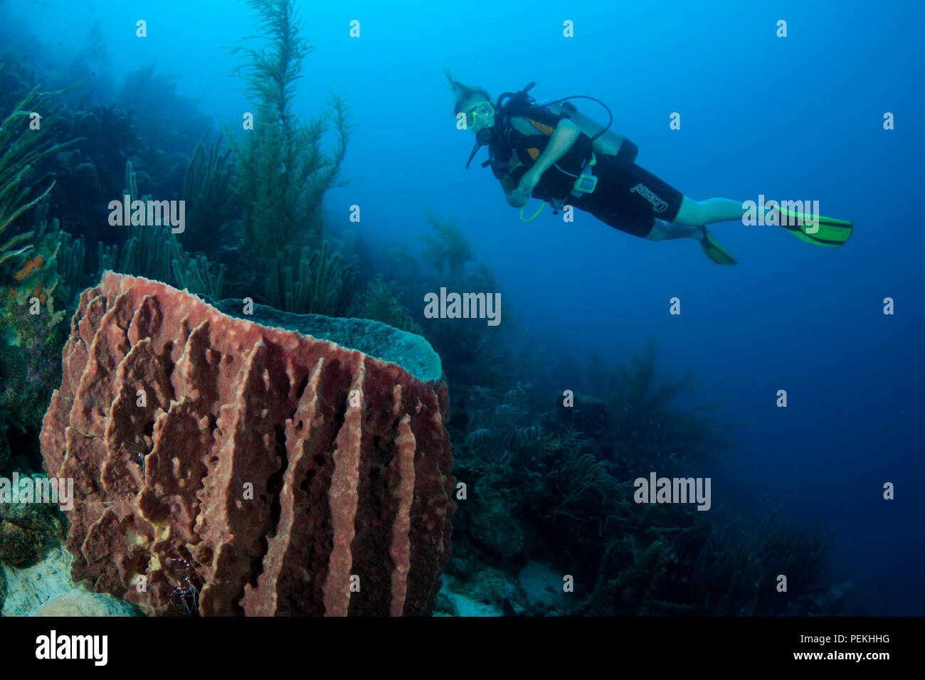 A diver and barrel sponge, on the Sea Aquarium House Reef off the island of Curacao in the Caribbean. Stock Photo