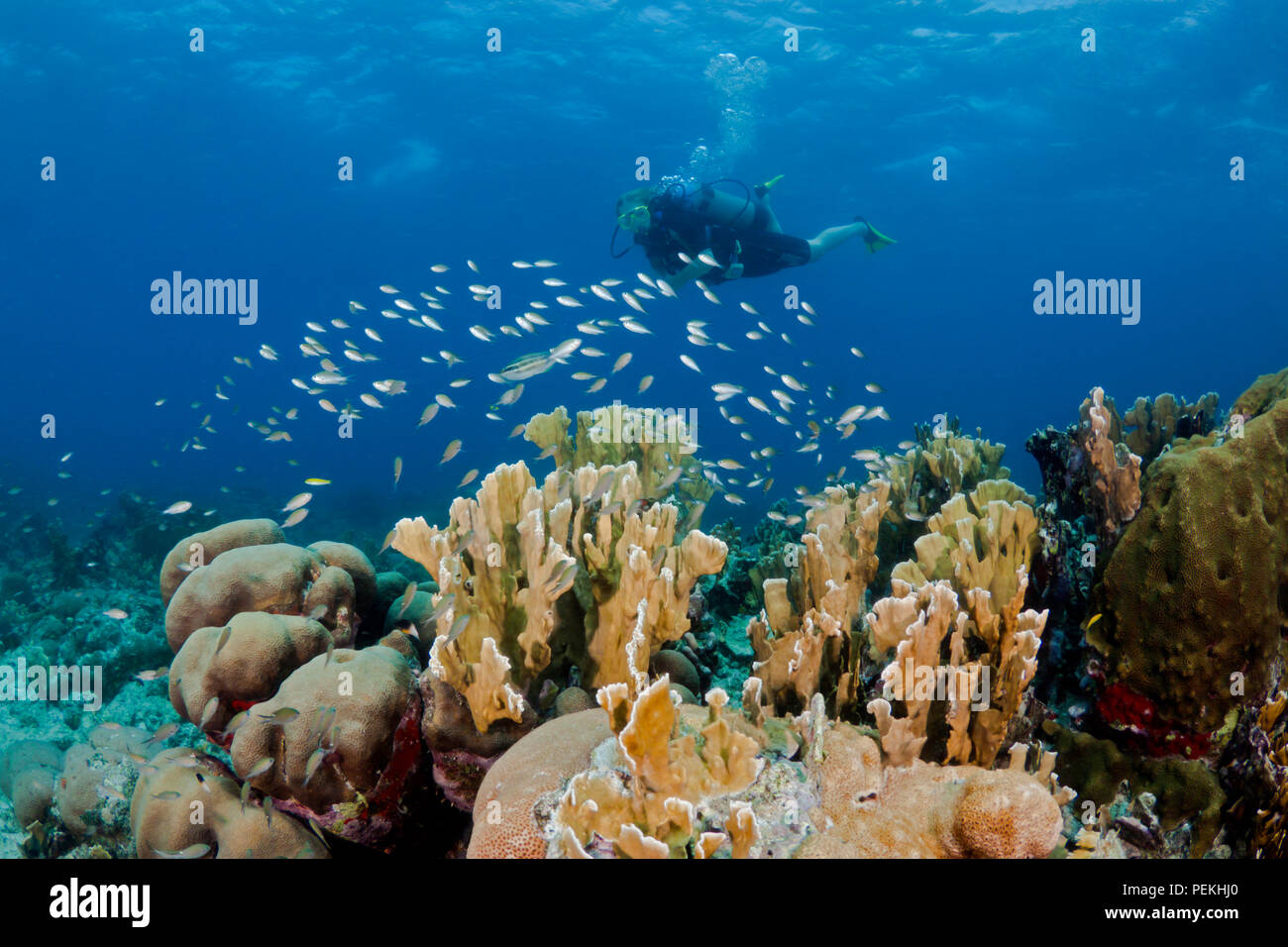 A diver and hard corals, on the Sea Aquarium House Reef off the island of Curacao in the Caribbean. Stock Photo