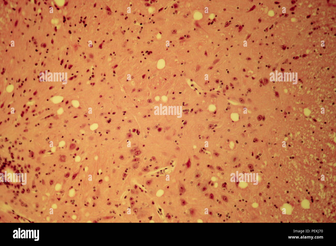 Cell of a living organism in the microscope Stock Photo