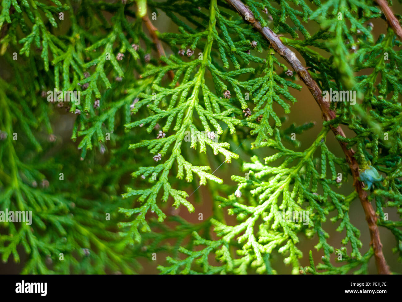 Incense cedar tree Calocedrus decurrens branch close up. Thuja cones branch pattern. Conifer seeds of cypress on green background, macro Stock Photo