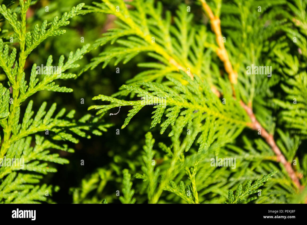 Leyland cypress cone hires stock photography and images Alamy