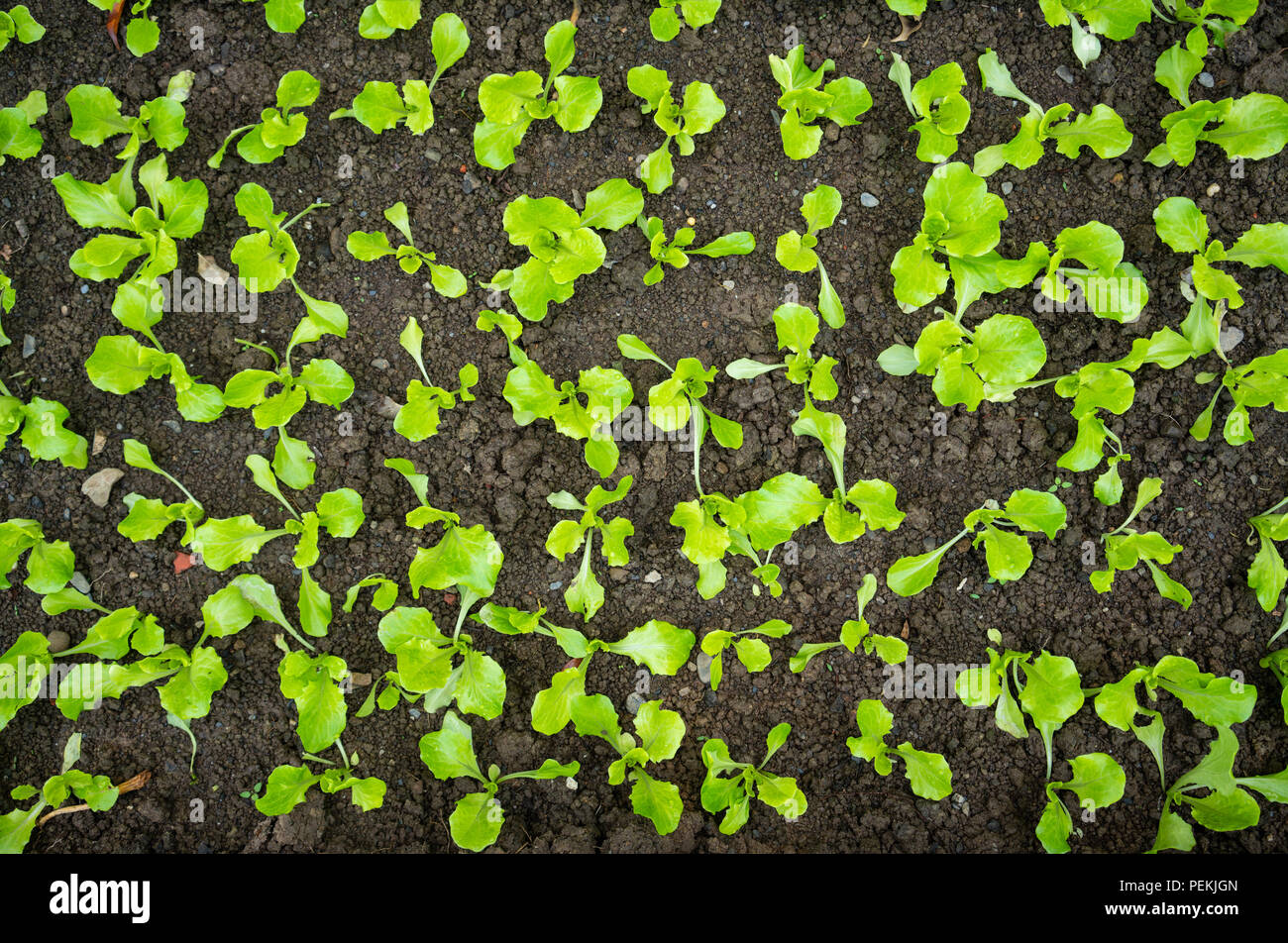 Young lettuce sprout crop background in middle of soil Stock Photo Alamy