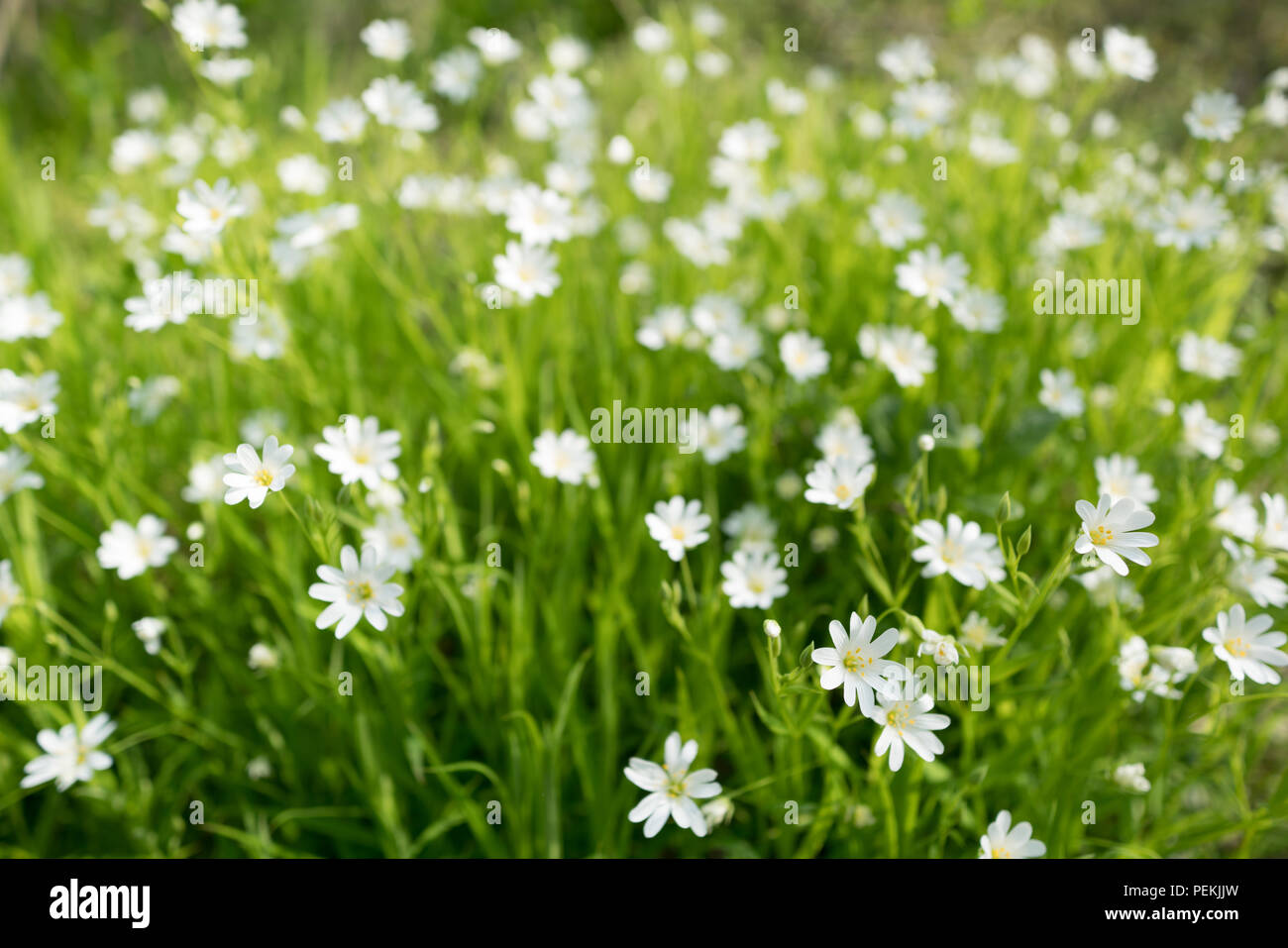 Flowering lawn Stellaria media Stock Photo