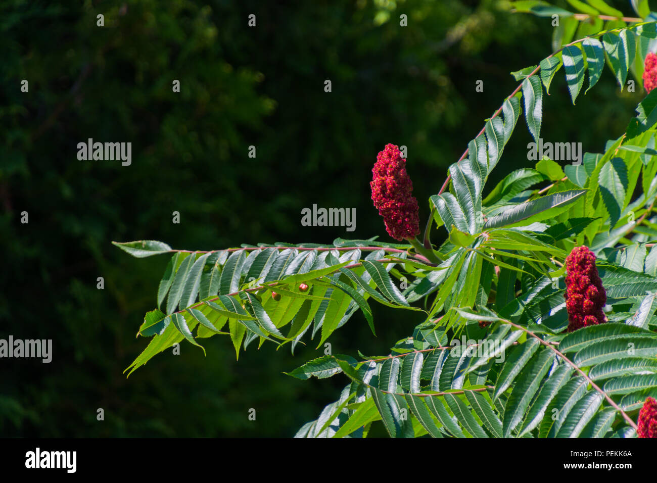Poison sumac hires stock photography and images Alamy