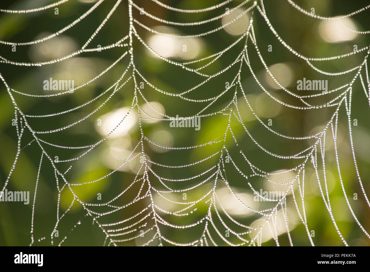 Dew covered cobwebs at dawn in a cool summer morning Stock Photo