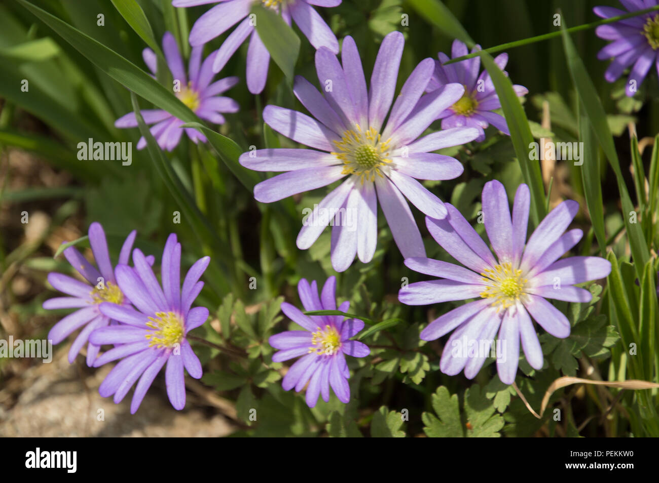 Pretty purple Grecian Balkan Anemone flowers close-up in spring Stock Photo