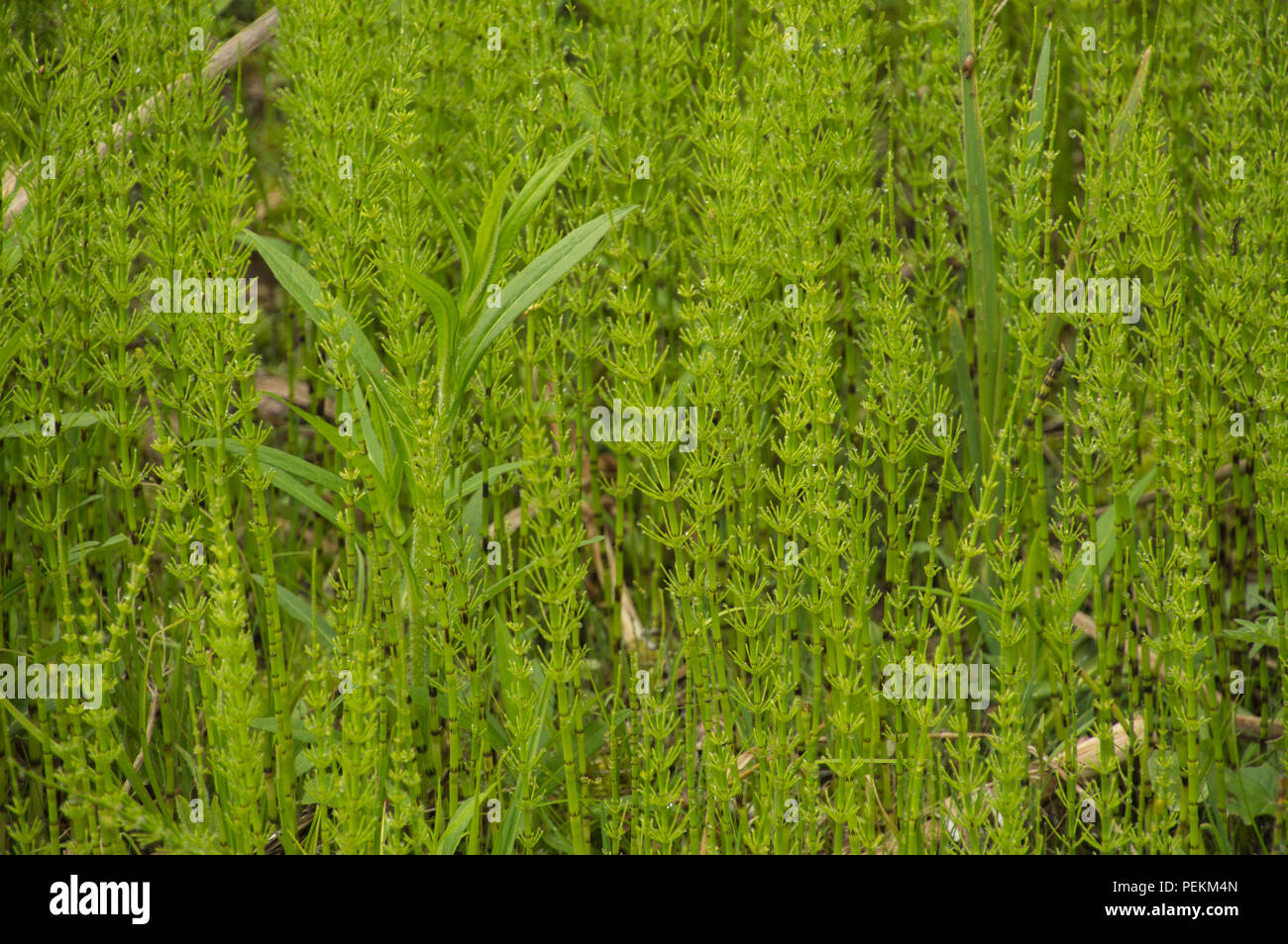Wild herb Horsetail Equisetum growing in abundance in a wet swampy clearing Stock Photo