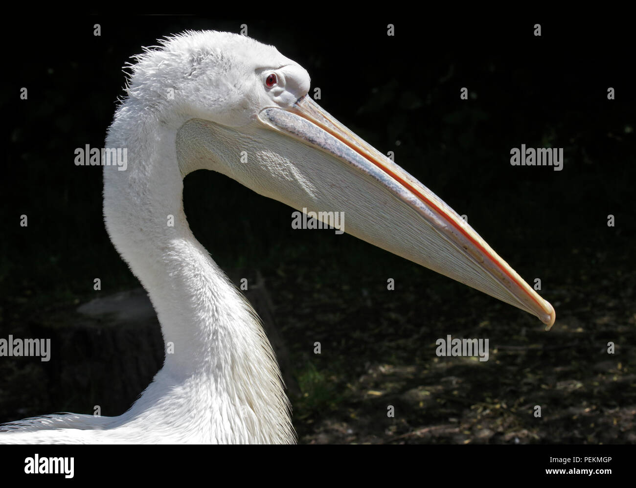 Great White Pelican (pelecanus onocrotalus) Stock Photo