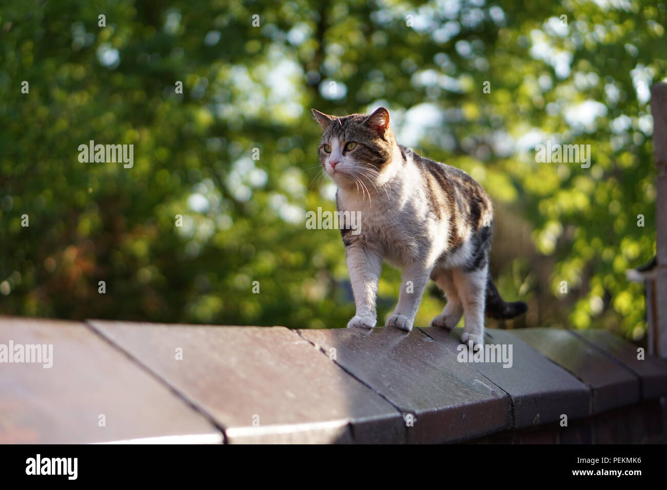 Beautiful Cat walking on top of a brick wall Stock Photo
